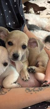PEANUT -  Chihuahua and Miniature Dachshund Dog for Adoption in Branford, Connecticut - PEANUT | PetCurious