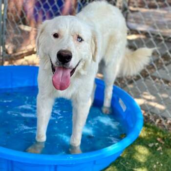 Bobby -  Great Pyrenees Dog for Adoption in Red Bluff, California - Bobby | PetCurious