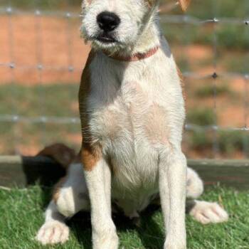 Lars -  Mixed Breed Dog for Adoption in Bellmawr, New Jersey - Lars | PetCurious