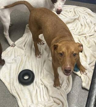 Cove 5 months female AVAILABLE 7/24 -  Labrador Retriever Dog for Adoption in Sterling, Massachusetts - Cove 5 Months Female AVAILABLE 7/24 | PetCurious