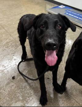 Labrador Retriever and Shepherd Dogs Available for Adoption in Greenfield, Indiana - Kenny | PetCurious
