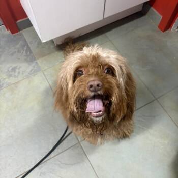 Cavapoo Dogs Available for Adoption in North Haven, Connecticut - Cane | PetCurious