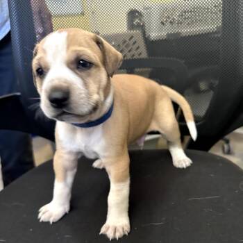 UNCLE ALBERT (blue) -  Australian Cattle Dog Blue Heeler Dog for Adoption in Richmond, California - UNCLE ALBERT (blue) | PetCurious