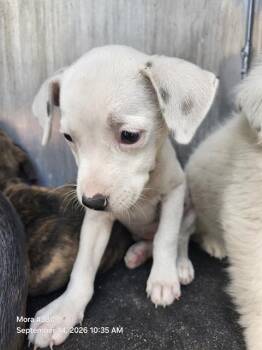 SCOUT -  American Staffordshire Terrier Dog for Adoption in San Antonio, Texas - SCOUT | PetCurious