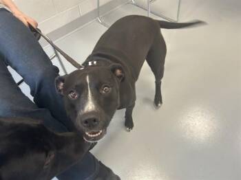 JUNO -  Pit Bull Terrier Dog for Adoption in Ocala, Florida - JUNO | PetCurious