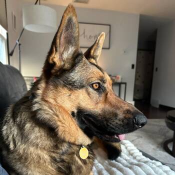 German Shepherd Dog Dogs Available for Adoption in Fargo, North Dakota - Solei | PetCurious