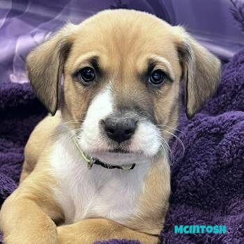 Australian Shepherd Dogs Available for Adoption - McIntosh | PetCurious