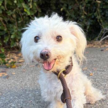Rosie -  Poodle Dog for Adoption in Goleta, California - Rosie | PetCurious