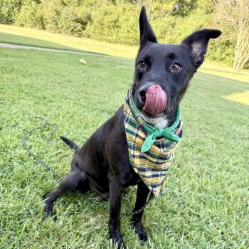Rescue Black Labrador Retriever and Terrier Dogs for Adoption in Angleton, Texas - Nibbles | PetCurious