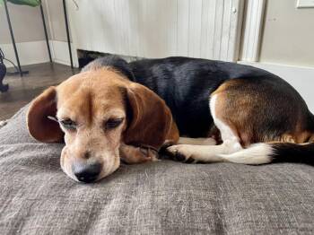 Beagle Dogs Available for Adoption in Greenlawn, New York - Lulu | PetCurious
