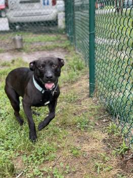 Rescue Labrador Retriever Dogs for Adoption in Saluda, Virginia - Diego | PetCurious