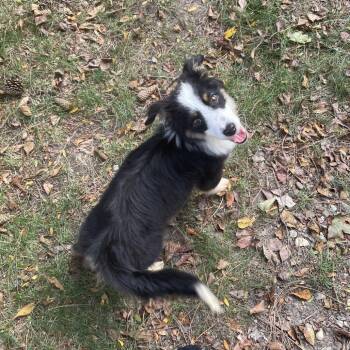 Tucker -  Australian Shepherd Dog for Adoption in Northville, Michigan - Tucker | PetCurious