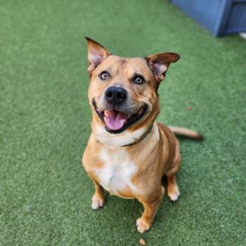 Rescue Shepherd and Pit Bull Terrier Dogs for Adoption in Greensboro, North Carolina - Simba | PetCurious