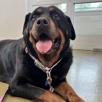 Luna -  Rottweiler Dog for Adoption in Harrisonburg, Virginia - Luna | PetCurious