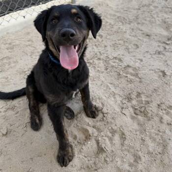 TITAN -  Border Collie and Terrier Dog for Adoption in Riverside, California - TITAN | PetCurious