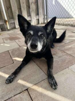 Rescue Terrier and Mixed Breed Dogs for Adoption in Sebastian, Florida - Milah | PetCurious