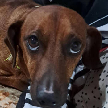 Rescue Dachshund Dogs for Adoption in Holton, Kansas - RED | PetCurious