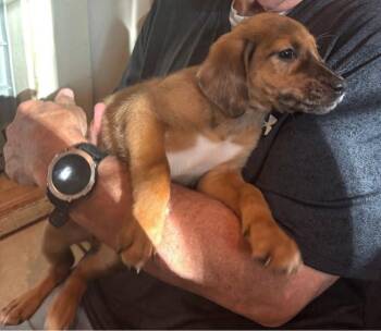 Loretta -  Catahoula Leopard Dog and Australian Cattle Dog Blue Heeler Dog for Adoption - Loretta | PetCurious
