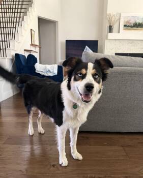 Sage -  Australian Shepherd and Border Collie Dog for Adoption in Coppell, Texas - Sage | PetCurious