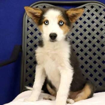 Australian Shepherd and Border Collie Dogs Available for Adoption in Midland, Texas - Zip | PetCurious