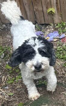 Bernadoodle and Miniature Poodle Dogs Available for Adoption - Shamrock | PetCurious