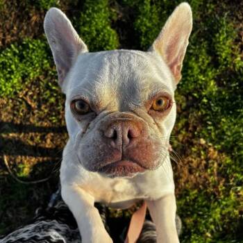 French Bulldog Dogs Available for Adoption in Des Moines, Iowa - Maple | PetCurious