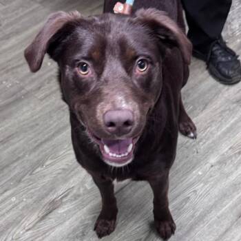 Mixed Breed Dogs Available for Adoption in Summerville, South Carolina - Bubba | PetCurious