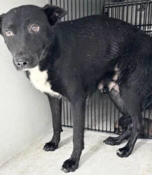A657309 -  Australian Kelpie Dog for Adoption in Houston, Texas - A657309 | PetCurious