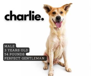 Charlie -  Mixed Breed Dog for Adoption in Ashland, Kentucky - Charlie | PetCurious
