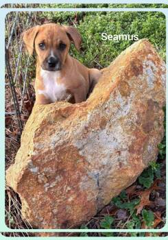 Black Mouth Cur Dogs Available for Adoption - Seamus ( Orlando Fl) | PetCurious