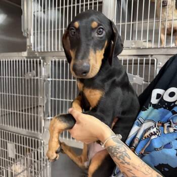 Jenna -  Doberman Pinscher Dog for Adoption in Northbrook, Illinois - Jenna | PetCurious