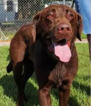 Rescue Labrador Retriever Dogs for Adoption in Darien, Georgia - Remington | PetCurious