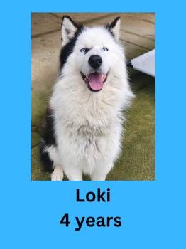 Husky Dogs Available for Adoption in Ravenna, Ohio - Loki | PetCurious