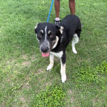 Siberian Husky Dogs Available for Adoption in Austin, Texas - Barney | PetCurious