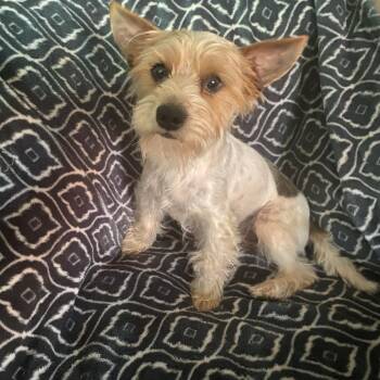 Scooter -  Yorkshire Terrier Dog for Adoption in Greenville, South Carolina - Scooter | PetCurious