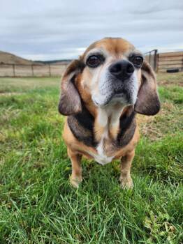 Rescue Puggle Dogs for Adoption in Hartville, Wyoming - DeLorean | PetCurious