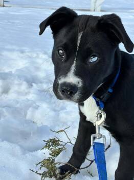 Husky and Labrador Retriever Dogs Available for Adoption - Buddy* | PetCurious