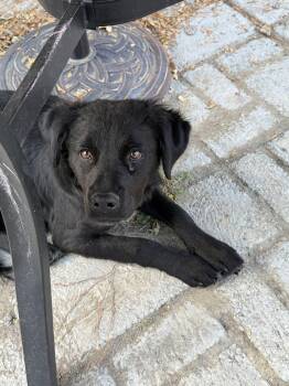 Rescue Mixed Breed Dogs for Adoption in Wilsall, Montana - Ivan | PetCurious