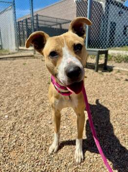 Delilah -  American Staffordshire Terrier and Mixed Breed Dog Available for Adoption in Gillette, Wyoming - Delilah | PetCurious