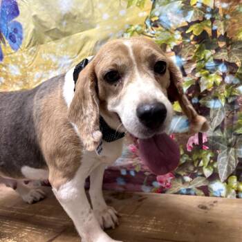 Beagle Dogs Available for Adoption - Trina | PetCurious