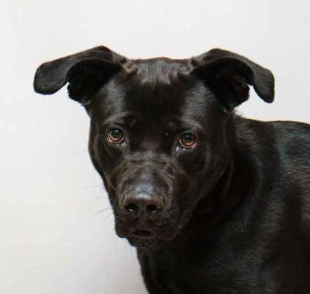 Labrador Retriever Dogs Available for Adoption - Claus | PetCurious