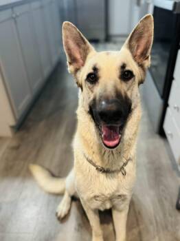 German Shepherd Dog Dogs Available for Adoption - Woody  | PetCurious