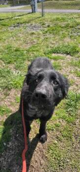 Retriever Dogs Available for Adoption in Cleveland, Tennessee - Raven | PetCurious