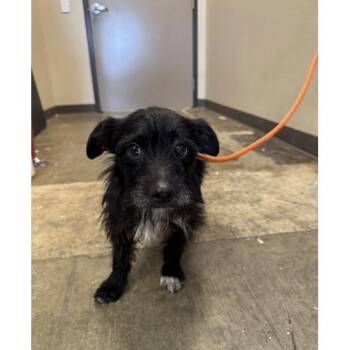 Norfolk Terrier Dogs Available for Adoption in Saratoga Springs, New York - Rio | PetCurious