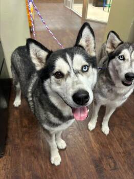 Dog Kennel #21 Pandi -  Husky and Mixed Breed Dog for Adoption in Greenville, Texas - Dog Kennel #21 Pandi | PetCurious