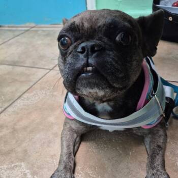 Rescue French Bulldog Dogs for Adoption in Lake Worth Beach, Florida - Emma | PetCurious