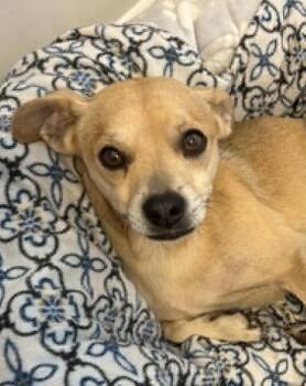 Bolt -  Chihuahua Dog for Adoption in Warner Robins, Georgia - Bolt | PetCurious