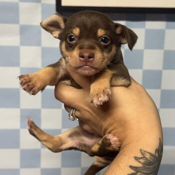 Vinny -  Yorkshire Terrier and Chihuahua Dog for Adoption in Crosby, Texas - Vinny | PetCurious