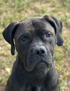 Mastiff Dogs Available for Adoption - Grizelda | PetCurious