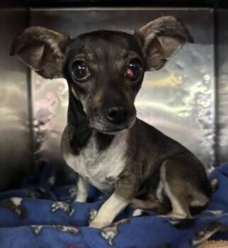 61318130 -  Chihuahua and Mixed Breed Dog for Adoption in El Paso, Texas - 61318130 | PetCurious